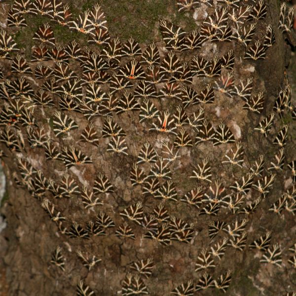 Butterflies_2