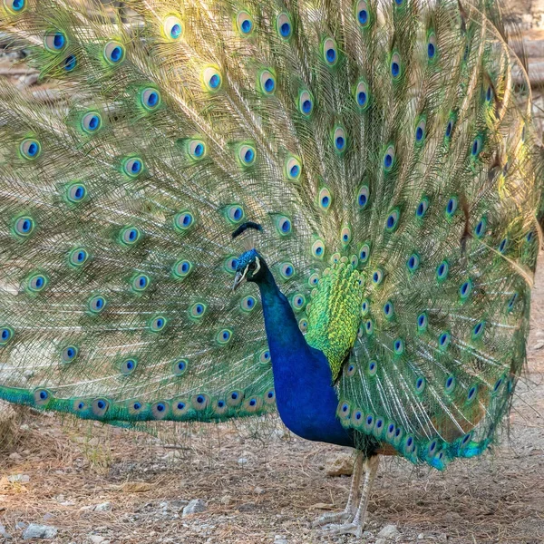 depositphotos_597379744-stock-photo-peacock-spread-wings-profile