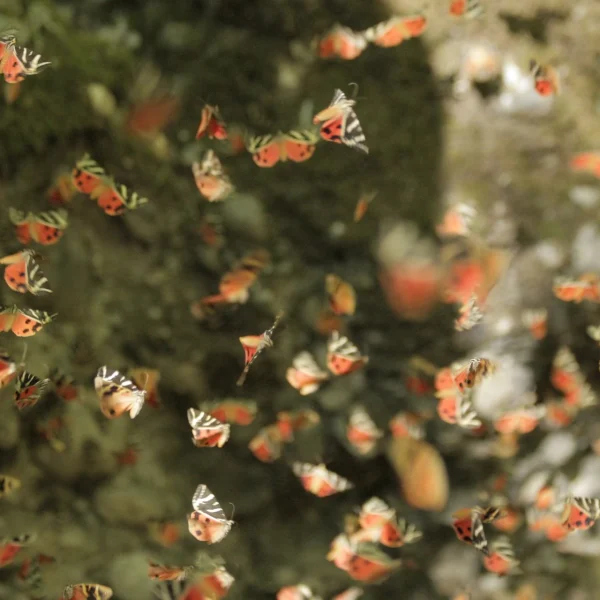 greece-rhodes-butterflies-valley