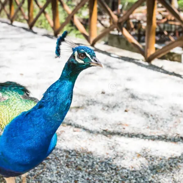 peacock-seven-springs-colourful-pictured-rhodes-greece-376304236